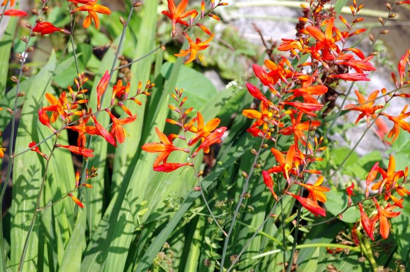 Crocosmia  crocosmiiflora (Lemoine) N. E. Br.